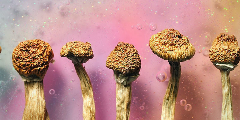 Magic Mushrooms hallucinate