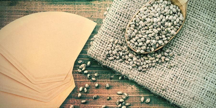 Germinating Cannabis Seeds Between Coffee Filters