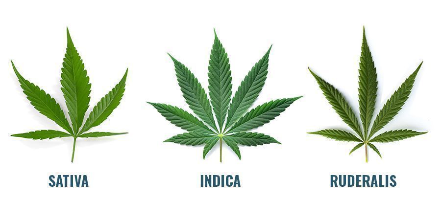 Where Do Cannabinoids Come From?