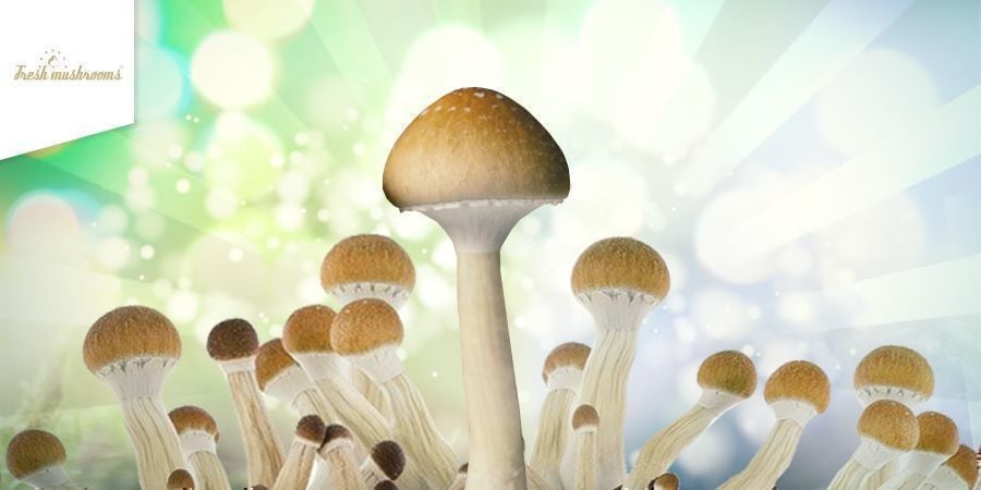 How To Grow Fresh Mushrooms Kits