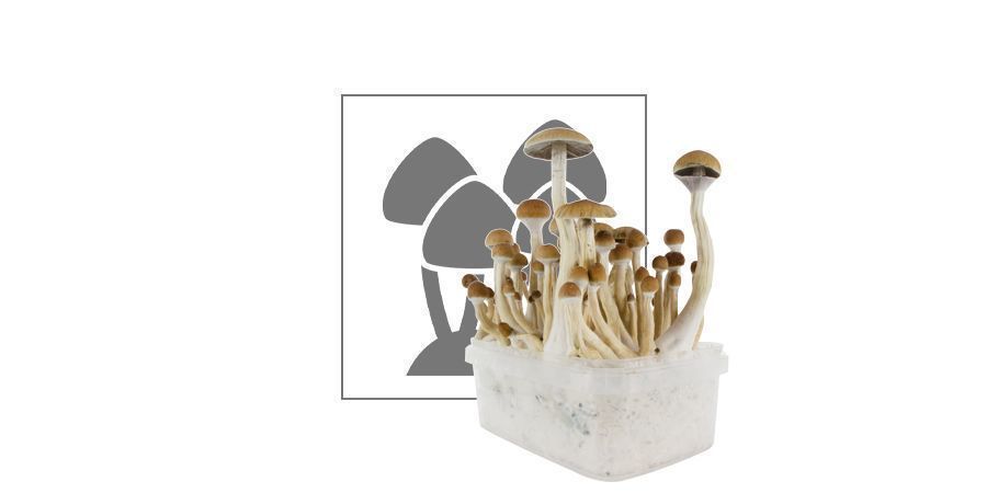 Fresh Mushrooms Kits