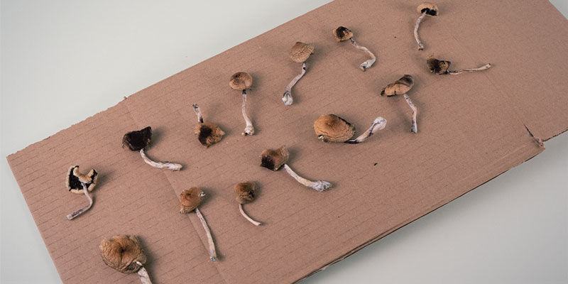 Pre-Drying Your Magic Mushrooms