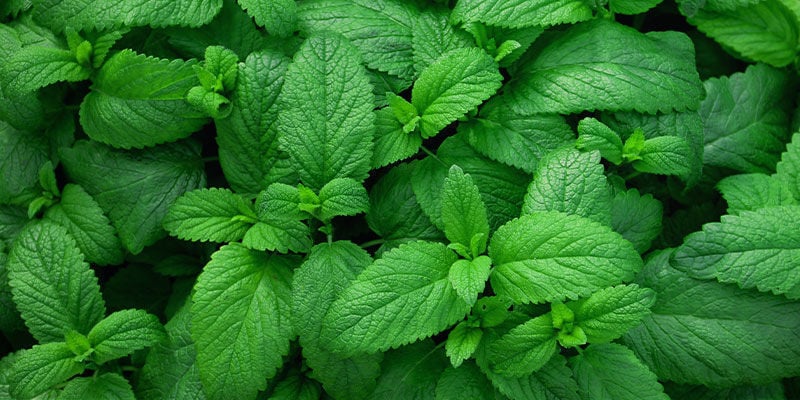 Peppermint: 160 °C / 320 °F