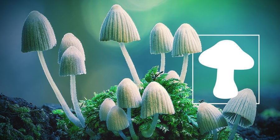 An In Depth Look At Magic Mushroom Usage