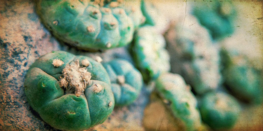 History: Ritual Use Of Peyote