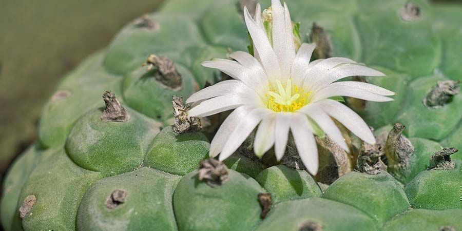 Taking Care Of Peyote