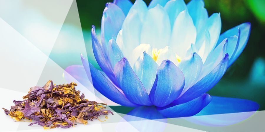 Blue Lotus - Vape Herbs For A Good Mood