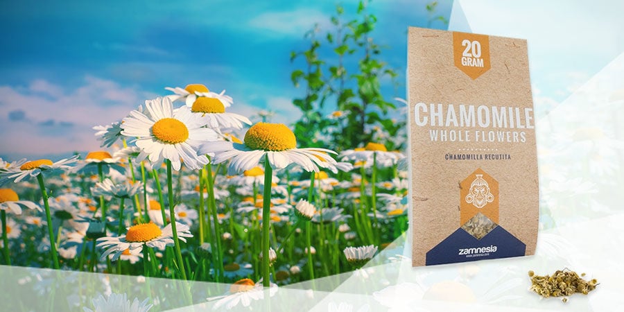 CHAMOMILE