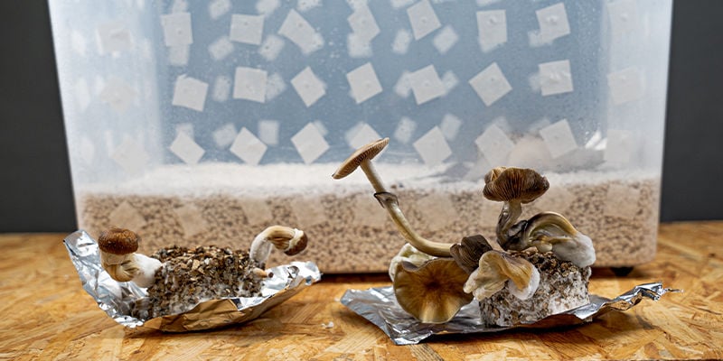 PF Tek: Easily Grow Magic Mushrooms At Home