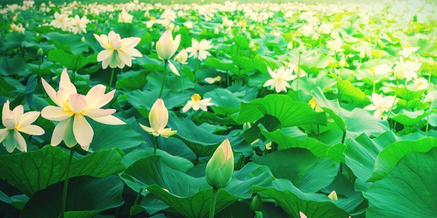 WHAT IS WHITE LOTUS?