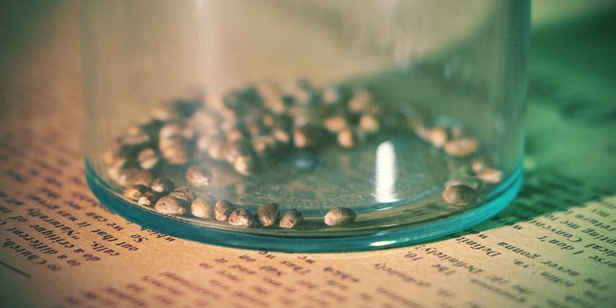 Storing Cannabis Seeds: Tips And Considerations