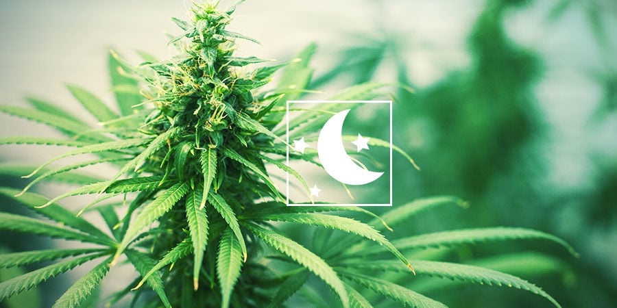 EVERYTHING ABOUT PHOTOPERIOD CANNABIS