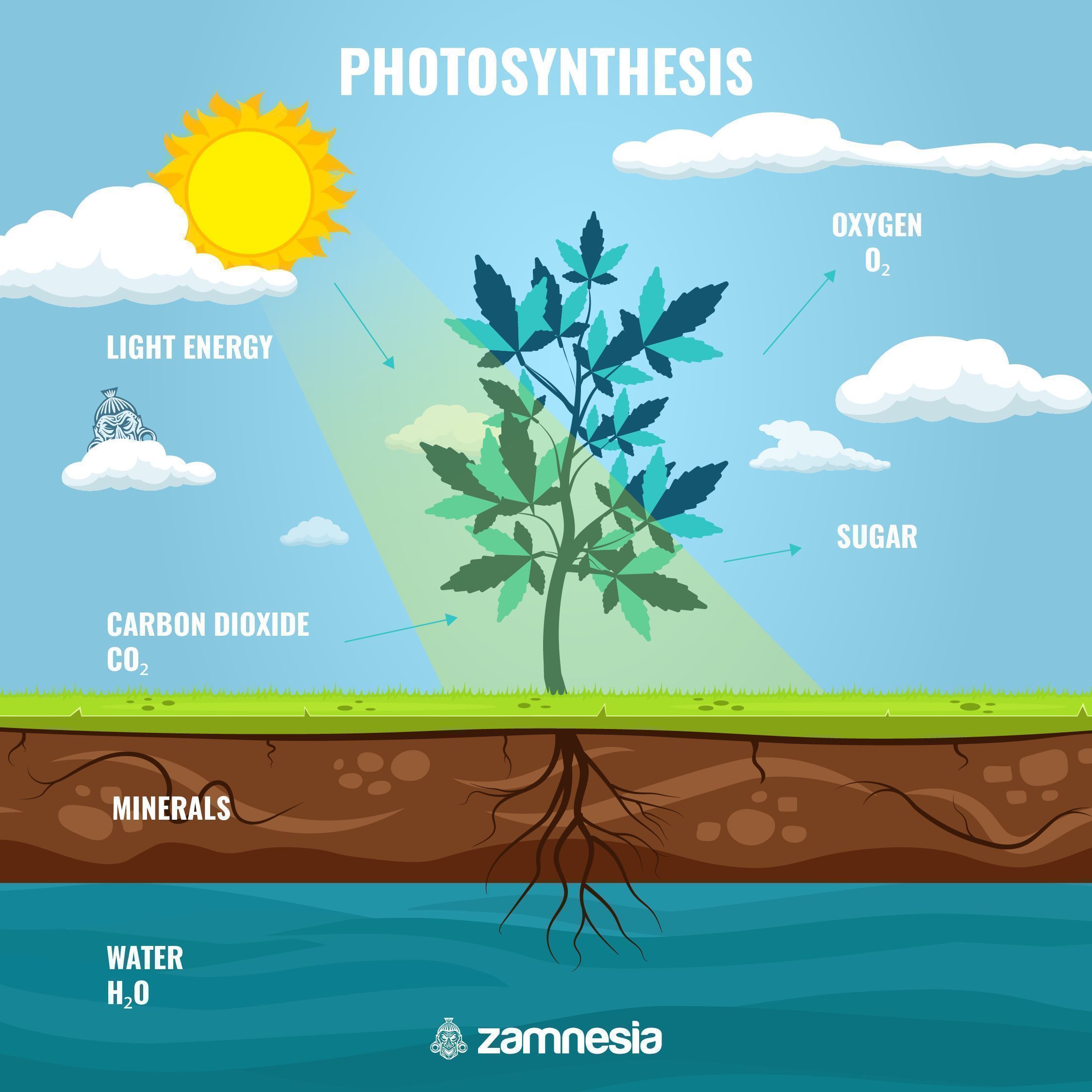 IMPORTANCE OF PHOTOSYNTHESIS FOR SUGARS IN CANNABIS