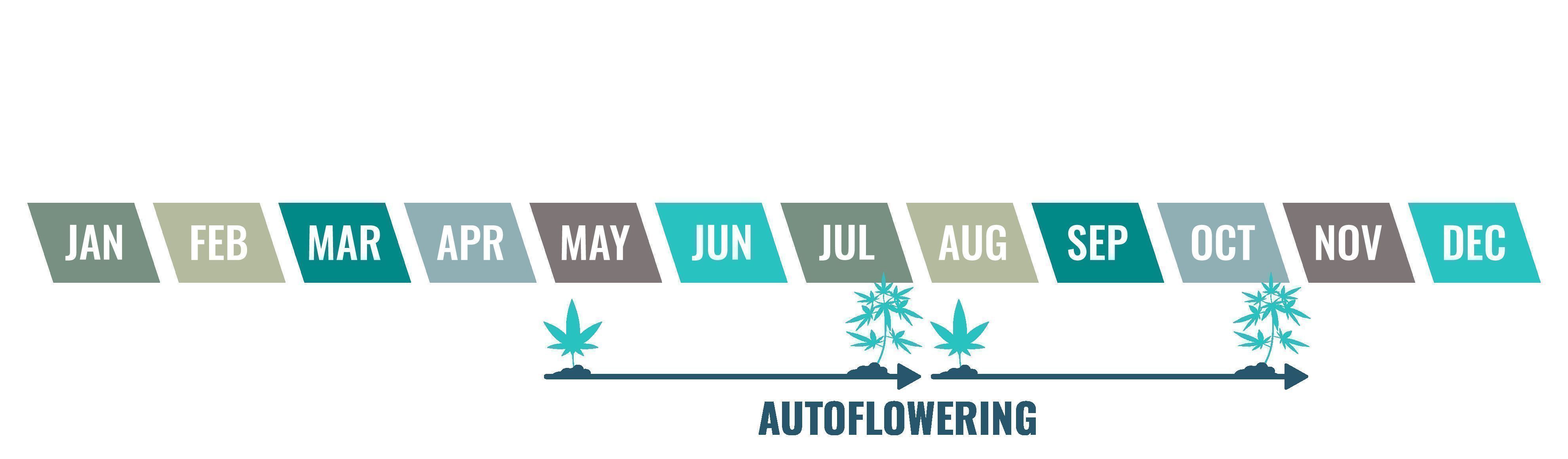 Autoflowering Cannabis Grows Fast