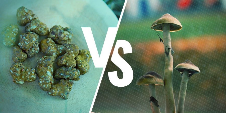 DIFFERENCES BETWEEN MAGIC TRUFFLES AND MAGIC MUSHROOMS