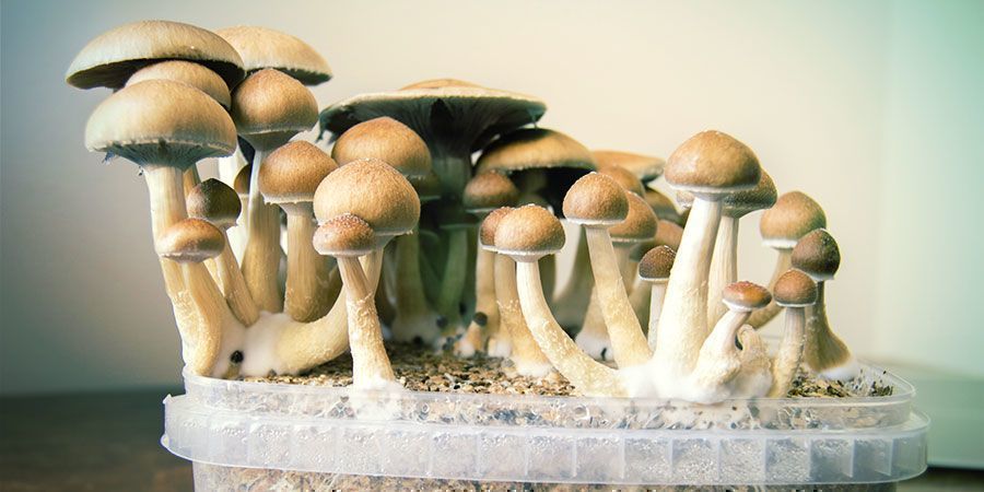 magic mushrooms