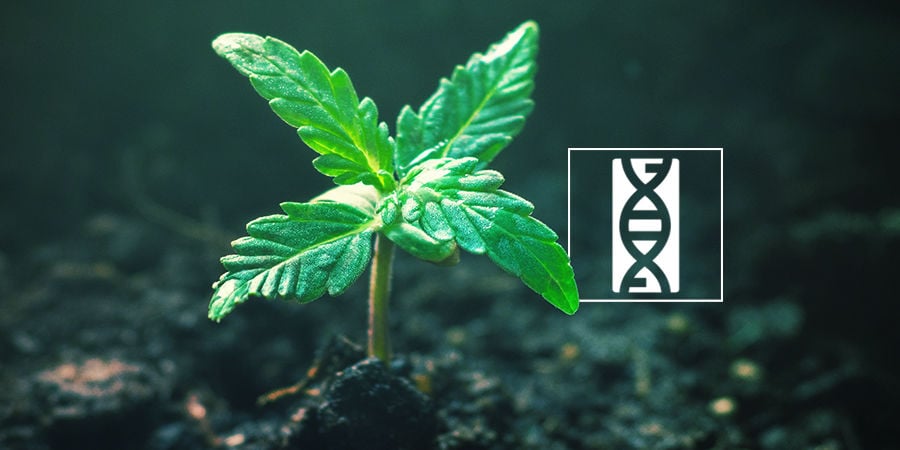 Cannabis Seedfinder: Cannabis Seed Genetics