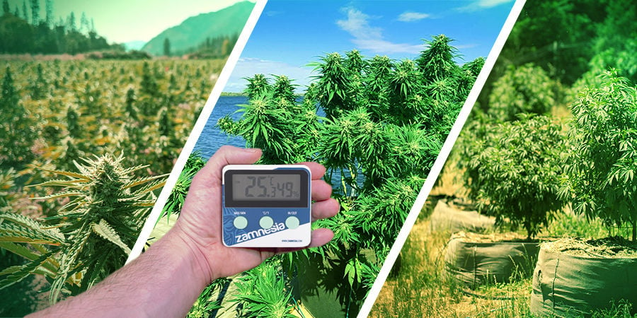 Cannabis Seedfinder: Climate