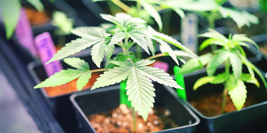 Cannabis Seedfinder: Growing Space