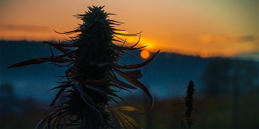 Cannabis Seedfinder: Plant Size