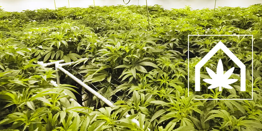 How To Create And Maintain The Ultimate Cannabis Grow Space