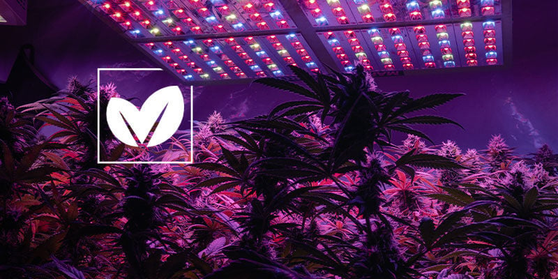 How To Make Your Cannabis Grow space As Green as Possible