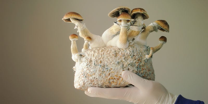 Cultivation of Psilocybe cubensis