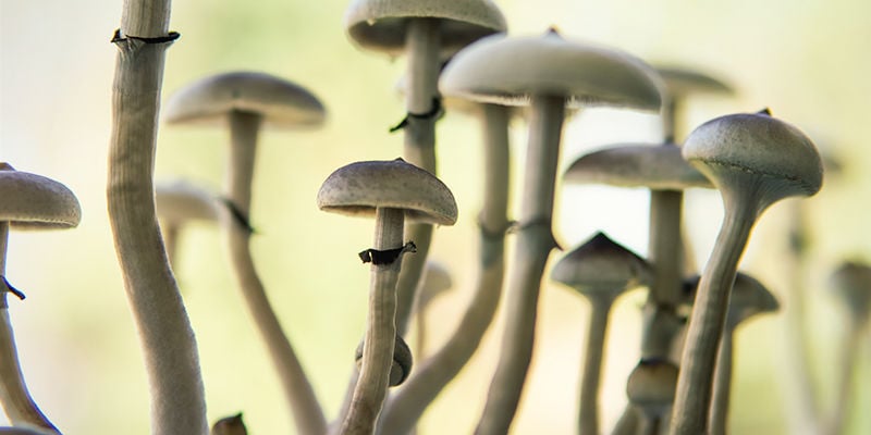 Psilocybe cubensis: Stem