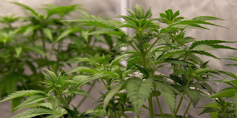 Why people train their cannabis plants