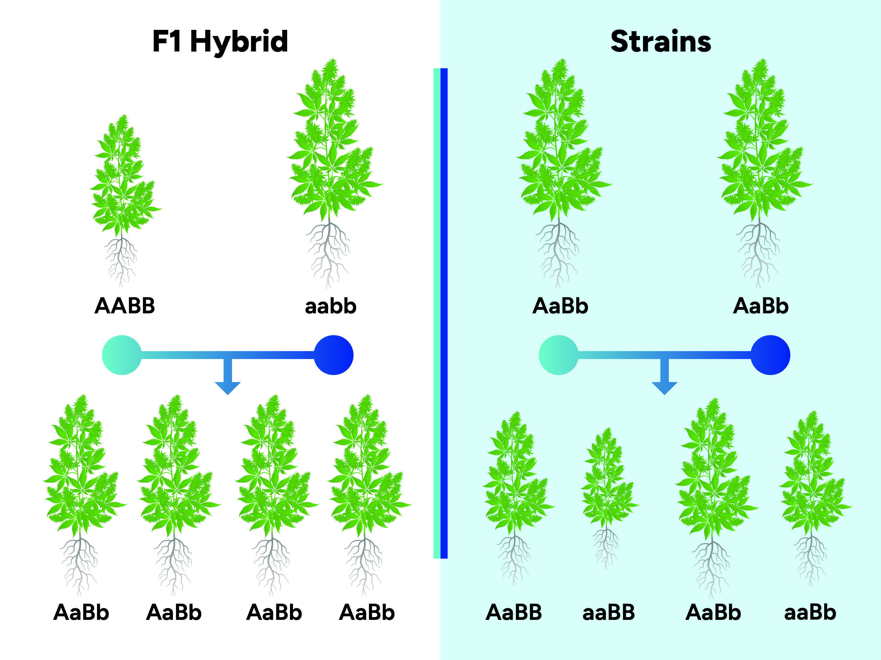 What Are F1 Cannabis Hybrids?