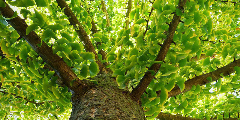 Why Ginkgo biloba is called a “living fossil”