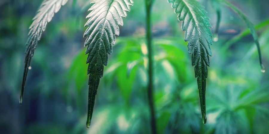 HOW TO TAKE CARE OF YOUR CANNABIS CLONES