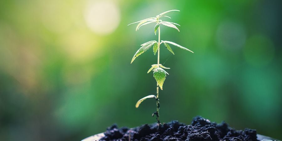 TAKING CARE OF MOTHER PLANTS