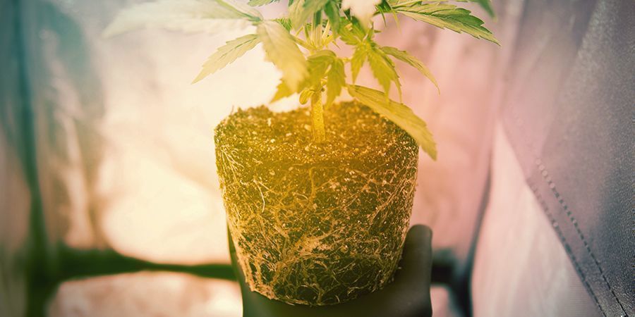 When to Prune Cannabis Roots Manually