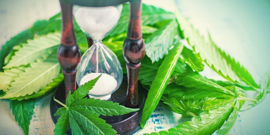 When To Split Cannabis Stems