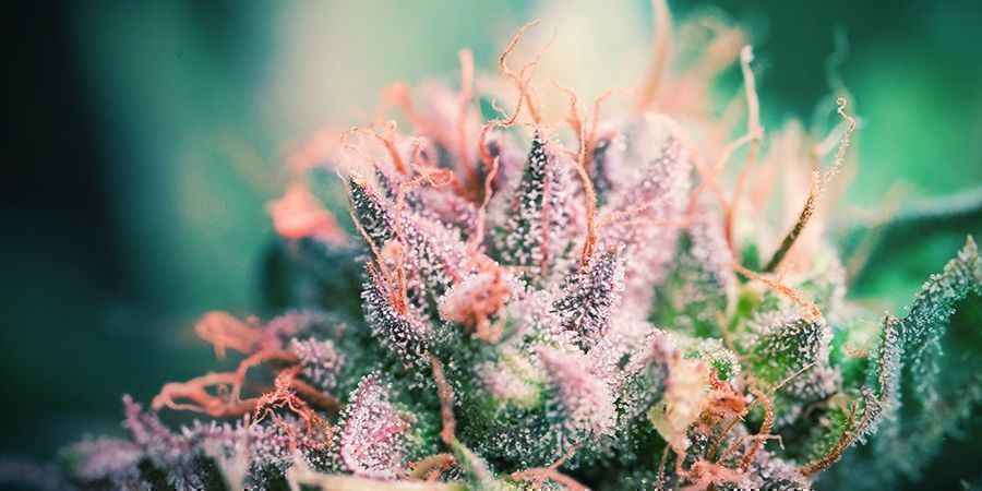 Benefits Of Splitting Cannabis Stems