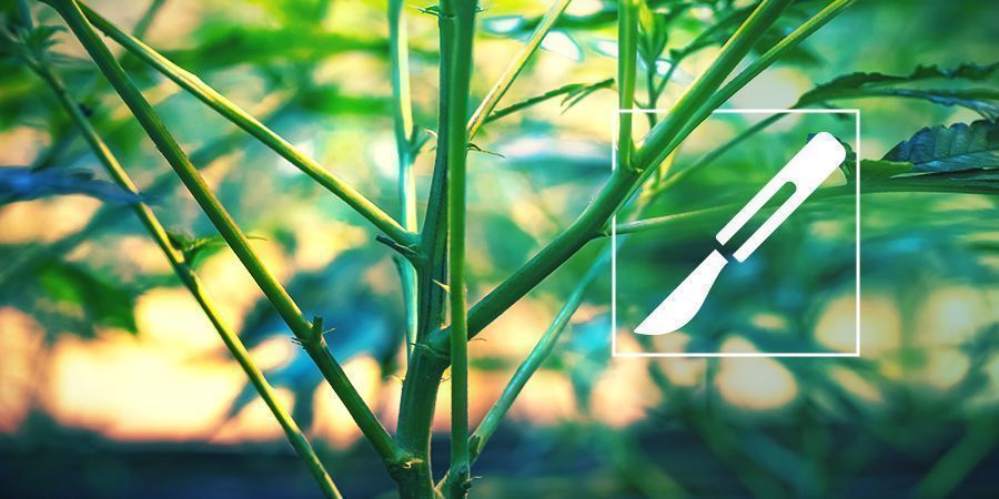 A Guide To Splitting Cannabis Stems