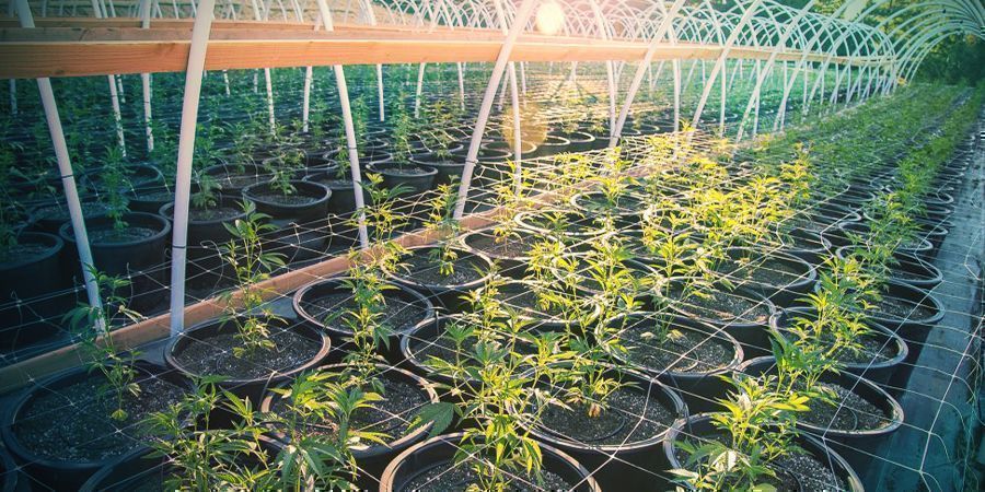 HOW TO TRELLIS CANNABIS OUTDOORS