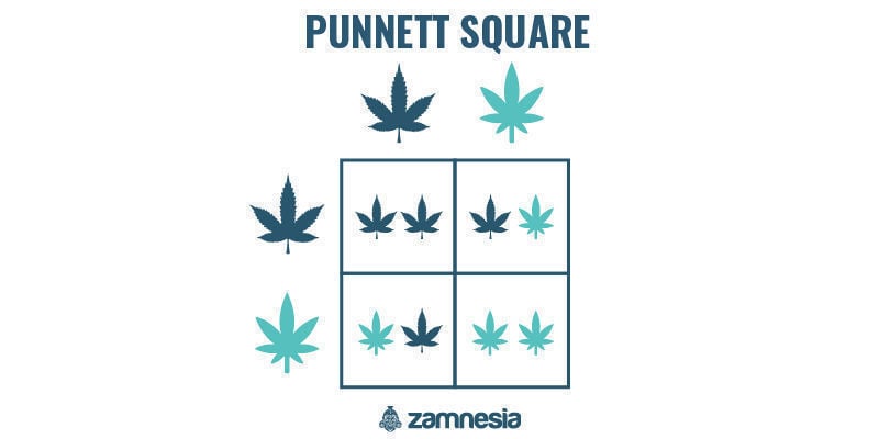 Punnett square