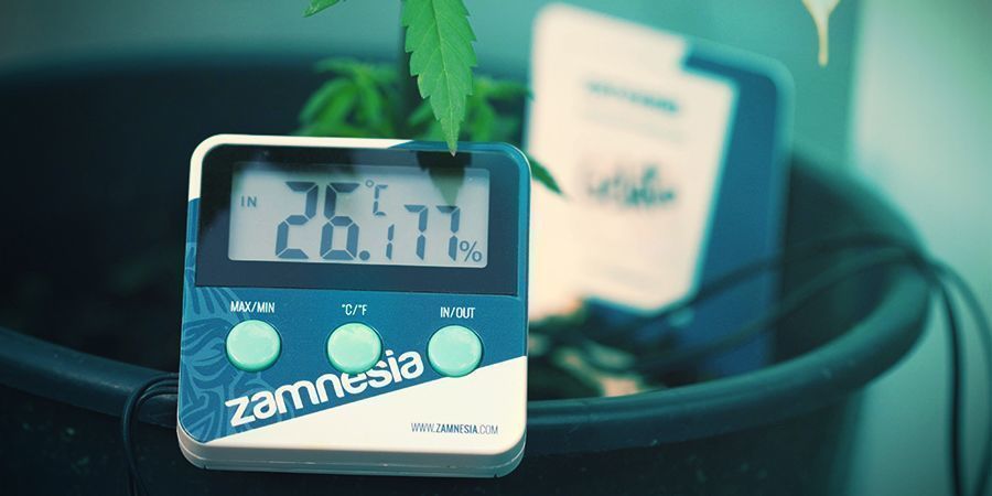 Cannabis: Optimal Conditions For Photosynthesis