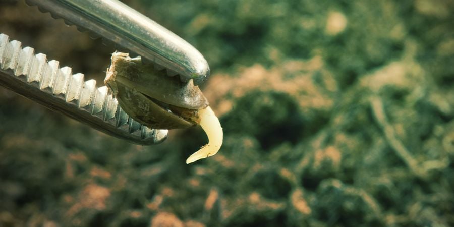 Germination Of Cannabis Seeds