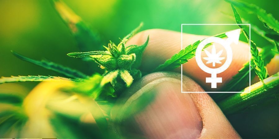 Determine The Gender Of Your Cannabis Plants