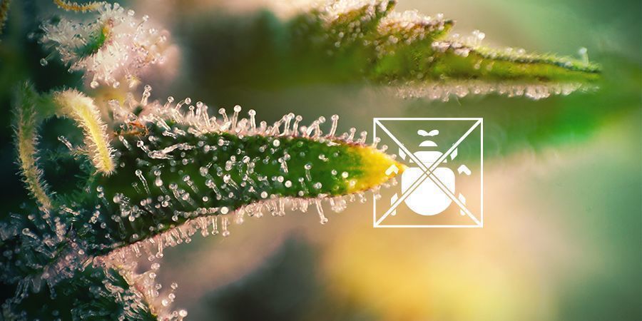 WHAT ARE TRICHOMES FOR?