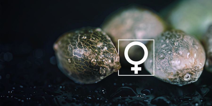 Can You Feminize Cannabis Seeds At Home?