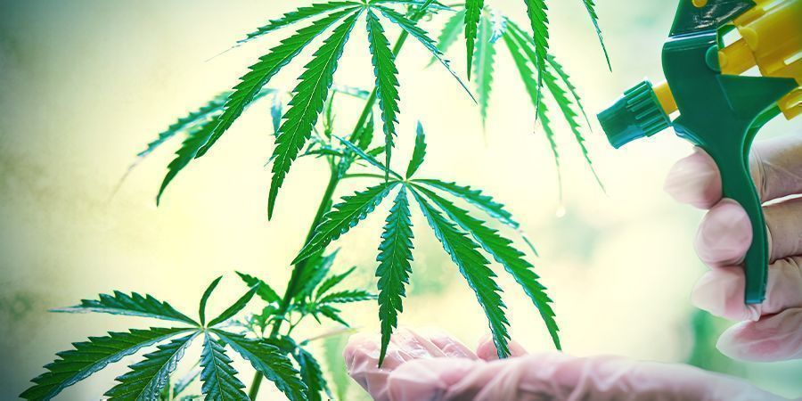 How Do Cannabis Seeds Become Feminized?