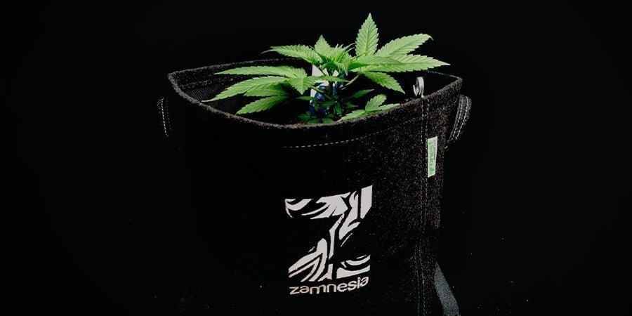 Things to Consider When Growing Cannabis From Autoflowering Seeds