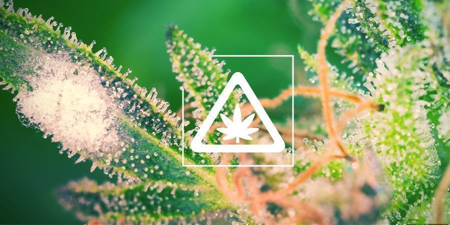 Common Problems In The Cannabis Garden