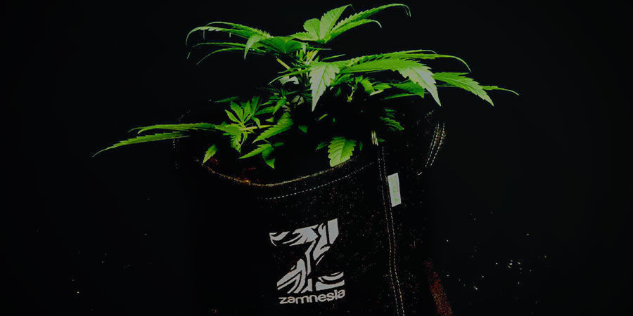 Tips to Maximise Autoflowering Yields: Make Sure Your Pots Drain Correctly