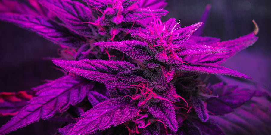 Tips to Maximise Autoflowering Yields: Set the Perfect Light Cycle
