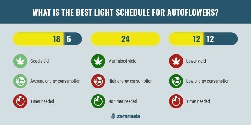What is the best light schedule for autoflowers? infographic